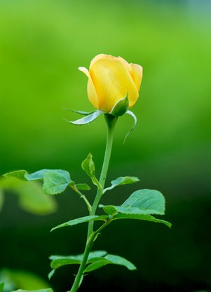 Hoa hồng đơn – tượng trưng cho tình yêu và sự trân quý. Hãy chiêm ngưỡng bức tranh hoa hồng đơn được vẽ tinh xảo với nét chìm nhẹ nhàng để thấy được sự tuyệt đẹp của nó. Sẽ không có gì tuyệt vời hơn khi có một tấm hình nền với hình ảnh những bông hoa hồng đơn này trên chiếc máy tính của bạn!