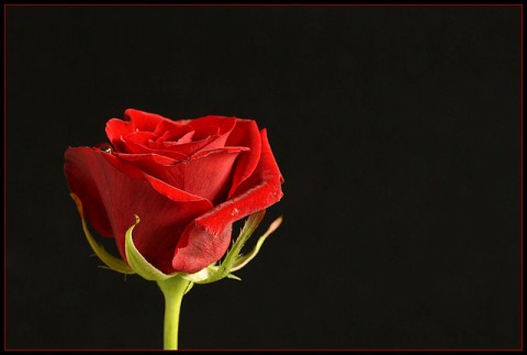 Hoa hồng là biểu tượng của tình yêu và sự đam mê. Hãy cùng ngắm nhìn những bông hoa hồng tuyệt đẹp trong ảnh để có được cảm nhận tuyệt vời về tình yêu và sự đẹp đẽ.