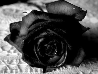 101 hình ảnh hoa hồng đen đẹp chất lượng cao tải miễn phí