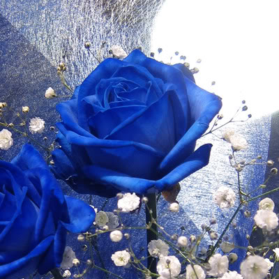 Hoa hồng xanh magic đẹp nhất