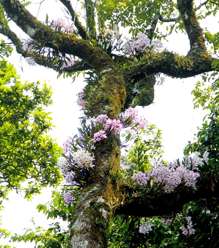 Hoa lan rừng đẹp và ấn tượng được tạo ra bởi sự tự nhiên của hoang dã trong thiên nhiên. Bạn sẽ chìm đắm trong những cảnh tuyệt đẹp bởi màu sắc và hình thức độc đáo của những bông hoa trên nền tảng xanh tươi cuối cùng sẽ tạo nên ảnh hoa lan đẹp nhất.