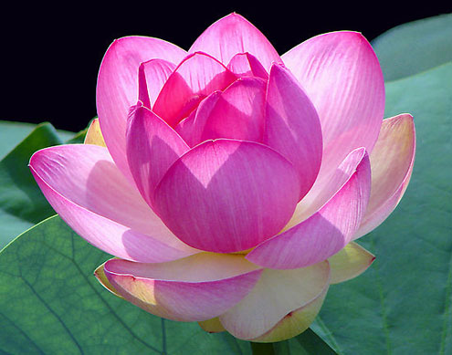 Hoa sen tím là biểu tượng của tình yêu và sự cao quý. Hãy xem hình ảnh hoa Sen tím để tìm hiểu thêm về ý nghĩa và cảm nhận vẻ đẹp của loài hoa quý giá này!