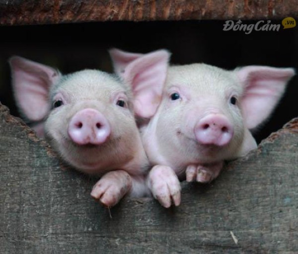 Những bài văn tả con lợn hay nhất  Văn mẫu tả con lợn ngắn nhất