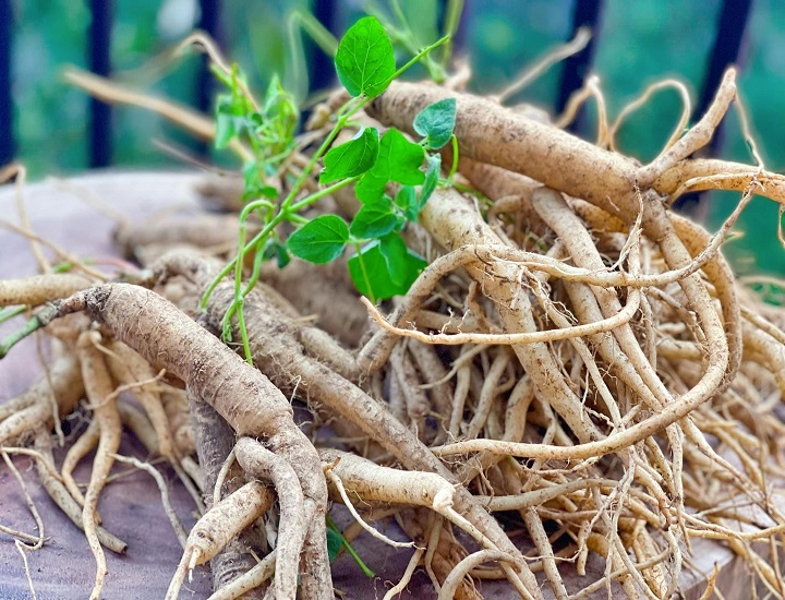 Những người không nên dùng Sâm Ngọc Linh để bảo vệ sức khỏe?