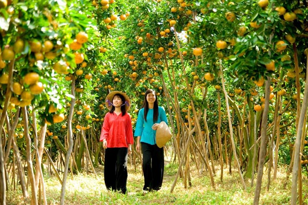 Du lịch Cái Mơn Bến Tre - hình ảnh