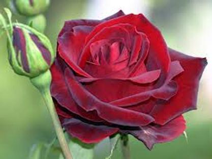 Tổng hợp hình ảnh hoa hồng nhung đẹp xuất sắc