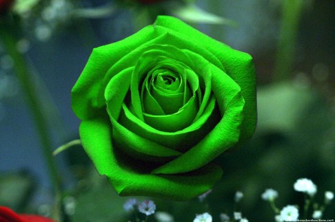 Bức tranh về hoa hồng xanh đẹp nhất sẽ làm hài lòng những trái tim khó tính nhất. Những bông hoa xanh tươi sẽ đưa bạn đến với một không gian thơ mộng, với nét vẽ tinh xảo và màu sắc tươi trẻ, bức hình này xứng đáng là món quà tuyệt vời cho những tín đồ yêu hoa.