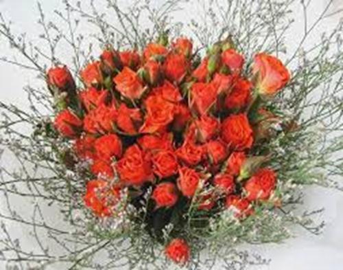 Những đóa hoa hồng đẹp nhất - hình ảnh