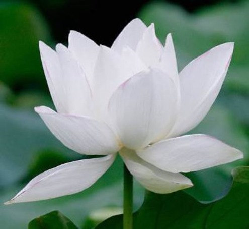 Hoa sen white đẹp tuyệt vời nhất Việt Nam