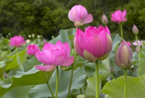 Vẻ đẹp kiêu sa và quyến rũ của hoa sen hồng chắc chắn sẽ không làm bạn thất vọng. Với những cánh hoa hồng rực rỡ nhất, mỏng manh và quý giá, hoa sen hồng đẹp nhất chính là cách để bạn thể hiện sự tôn trọng và sự yêu mến đến Phật Giáo Việt Nam.