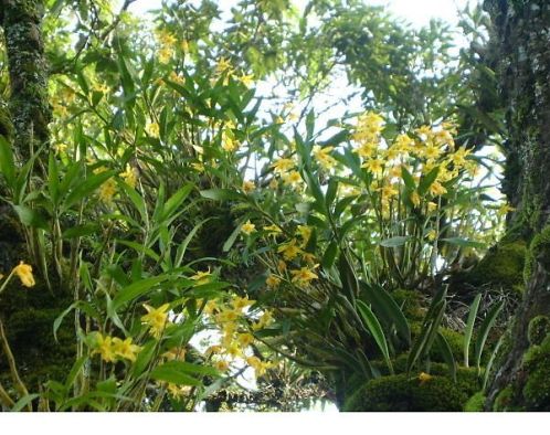 Hoa Lan Rừng - Hoa lan rừng là biểu tượng của sự kiên trì và sức sống mãnh liệt. Với những đóa hoa to lớn, gắn liền với những cây cối rừng thiêng, hoa lan rừng thu hút mọi ánh nhìn. Xem những hình ảnh về hoa lan rừng, để tận hưởng vẻ đẹp hoang sơ và tự do của thiên nhiên.