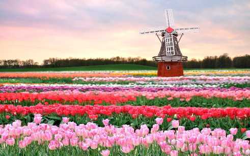 Những hình ảnh hoa tulip đẹp nhất - hình ảnh