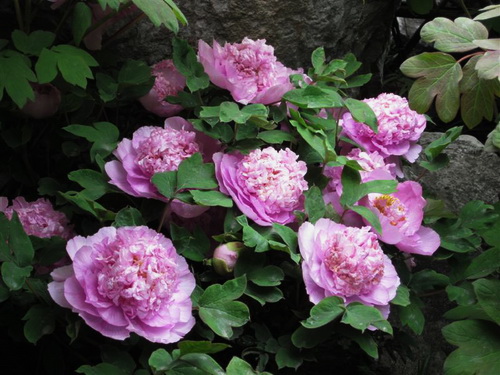19 Hình ảnh hoa màu tím đẹp làm hình nền đẹp | Hoa hồng tím, Hình nền, Hình  ảnh