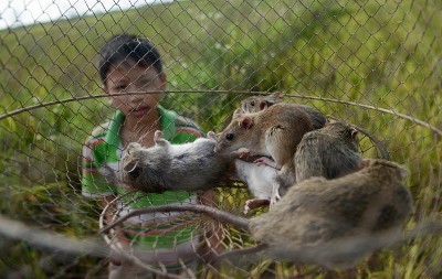 Diệt chuột phá hoại mùa màng - hình ảnh