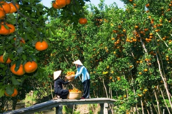 Kinh nghiệm du lịch Bến Tre - hình ảnh
