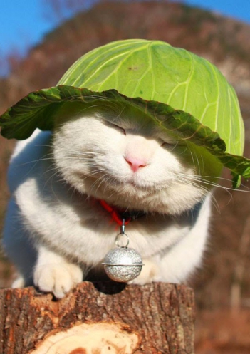 Hình ảnh những chú mèo dễ thương - hình ảnh
