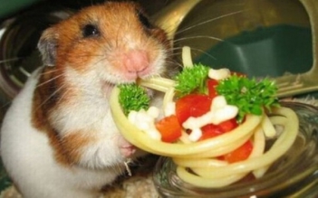 Những hình ảnh chuột hamster dễ thương - hình ảnh