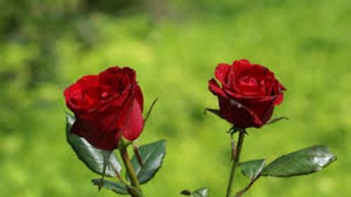 Hình ảnh hoa hồng đỏ tuyệt đẹp - hình ảnh