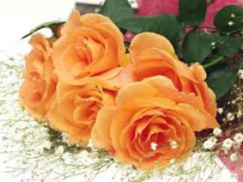 Hoa hồng nhung đẹp và ý nghĩa - hình ảnh