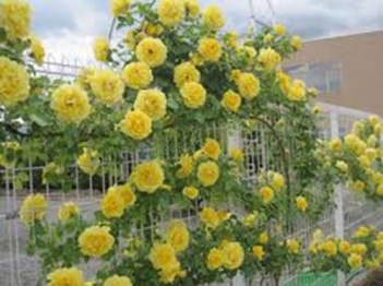 Hoa hồng vàng đẹp nhất hiện nay - hình ảnh