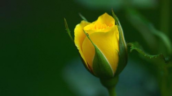 Hoa hồng vàng đẹp nhất thế giới - hình ảnh