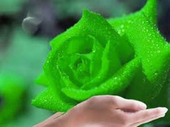 Hoa hồng xanh lá cây đẹp - hình ảnh