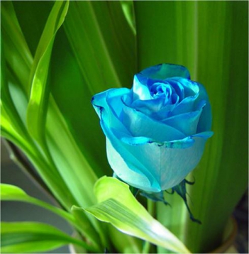 Hoa hồng xanh tình yêu bất diệt - hình ảnh