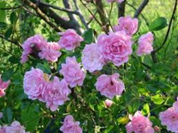 Những đóa hoa hồng đẹp nhất hiện nay - hình ảnh