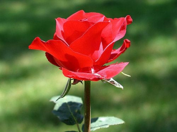 Tìm hiều về các loại hoa hồng và ý nghĩa của chúng - hình ảnh