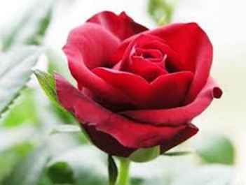 Ý nghĩa của hoa hồng đỏ bạn có biết? - hình ảnh