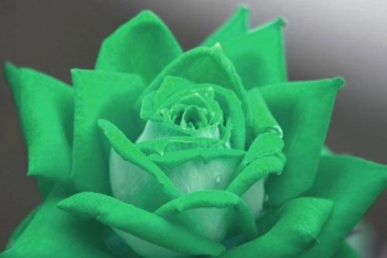 Ý nghĩa của hoa hồng màu xanh - hình ảnh