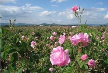 Ý nghĩa của hoa hồng phấn - hình ảnh
