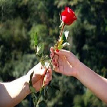 Ý nghĩa tặng hoa hồng tình yêu - hình ảnh