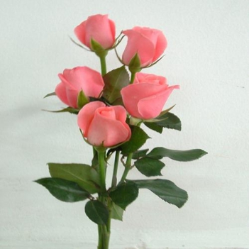 Ý nghĩa số lượng hoa hồng - hình ảnh