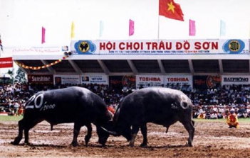 Lễ hội chọi trâu Đồ Sơn - hình ảnh