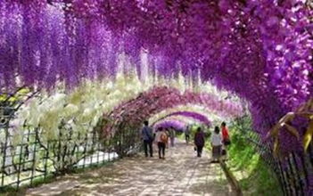 Lễ hội hoa Tử Đằng ở đâu - hình ảnh