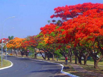 Lễ hội Hoa Phượng đỏ Hải Phòng - hình ảnh