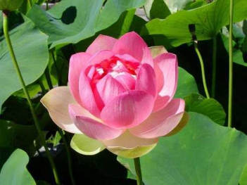 Những hình ảnh hoa Sen đẹp nhất - hình ảnh