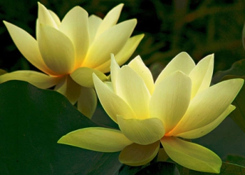 Ý nghĩa hoa sen vàng đẹp lung linh - hình ảnh