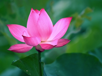 Ý nghĩa hoa sen hồng đẹp nhất hiện nay - hình ảnh