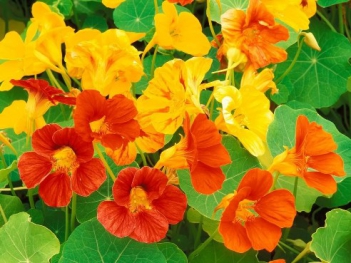 Ý nghĩa hoa sen đất cần quan tâm - hình ảnh