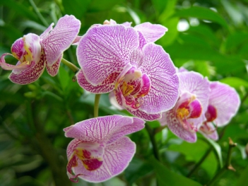 Những hình ảnh hoa lan đẹp nhất - hình ảnh