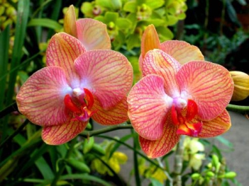Hình ảnh hoa phong lan đẹp nhất - hình ảnh