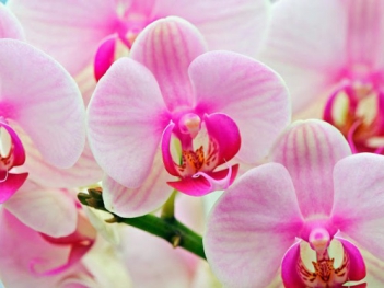 Vẻ đẹp của hoa địa lan - hình ảnh