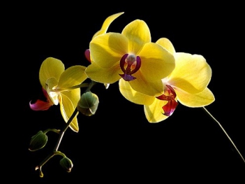Những hình ảnh hoa lan hồ điệp đẹp - hình ảnh