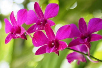 Những hình ảnh hoa lan tím đẹp - hình ảnh