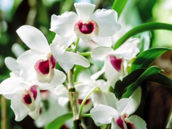 Hoa lan trắng đẹp nhất hiện nay - hình ảnh