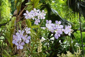 Ý nghĩa hoa lan rừng trong thiên nhiên - hình ảnh