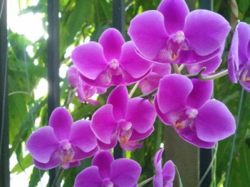 Ý nghĩa hoa lan tím trong cuộc sống - hình ảnh