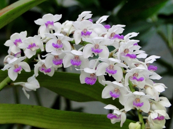 Ý nghĩa hoa lan trắng trong cuộc sống - hình ảnh